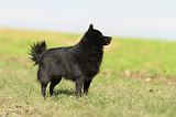 SCHIPPERKE 474